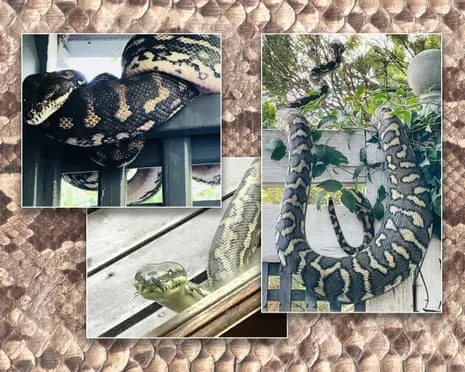Accepting the Serpents in the Overhead Space: A Journey from Fear to Fascination